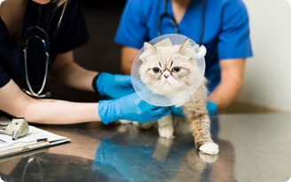 Atendimento veterinário domiciliar em sao bernardo campo