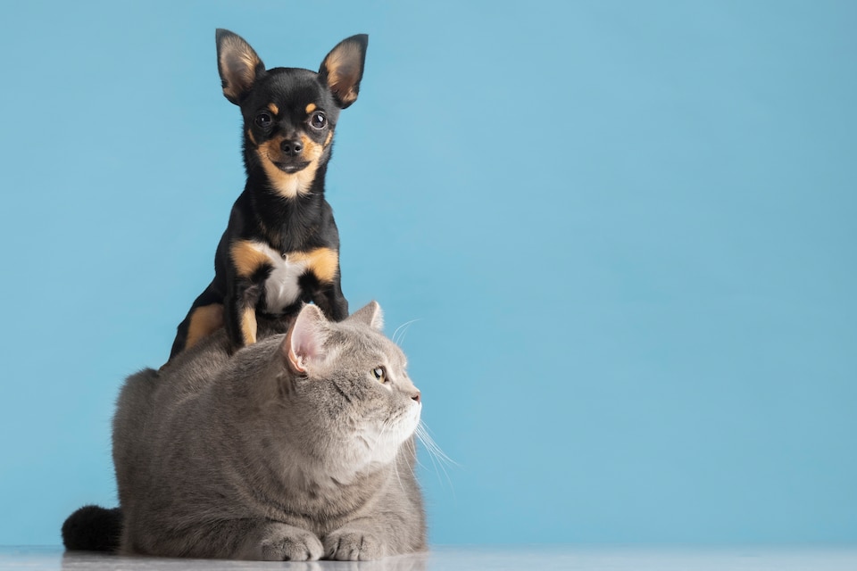 Atendimento veterinário domiciliar em sao bernardo campo Atendimento veterinário domiciliar em sao bernardo campo