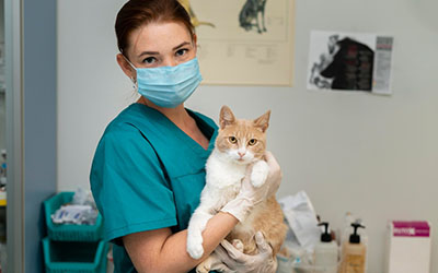 Atendimento veterinário em Taboão