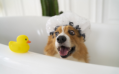 Banho e tosa em diadema | clínica veterinária Pet Consulta. Banho e tosa em diadema | clínica veterinária Pet Consulta.