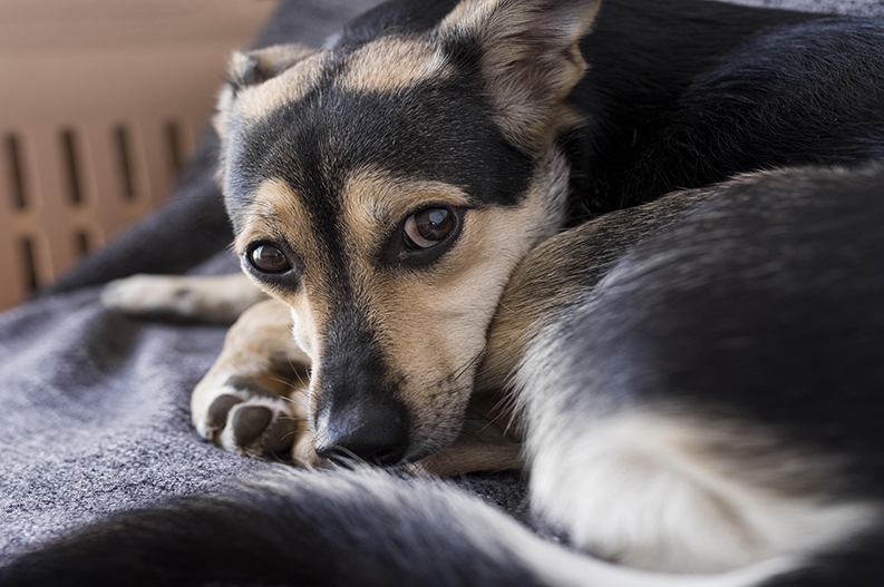 cachorro com diarreia | clínica veterinária Pet Consulta.