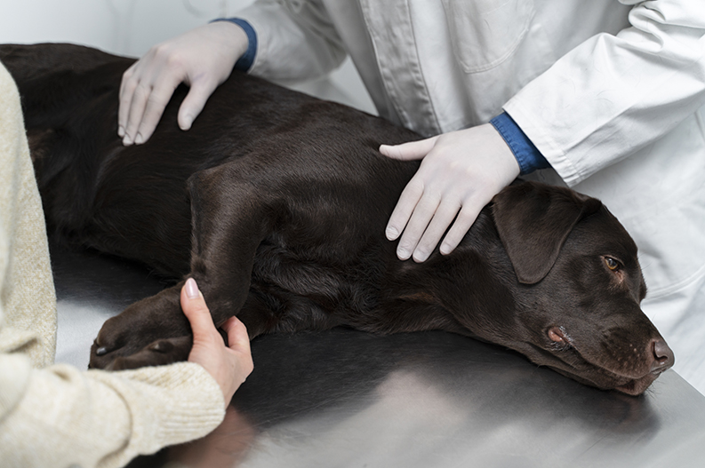 cachorro com diarreia | clínica veterinária Pet Consulta. cachorro com diarreia | clínica veterinária Pet Consulta.
