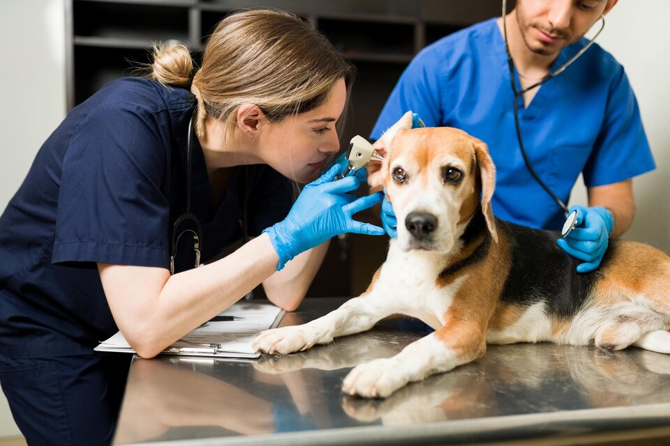 Cirurgia veterinária em Piraporinha