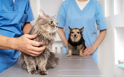 Cirurgia veterinária em Taboão