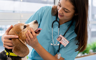 Clínica veterinária em sao bernardo campo