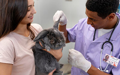Clínica veterinária para animais silvestres em Campanário