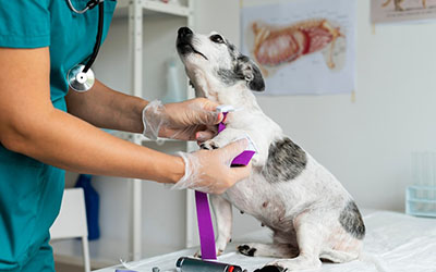 Emergência  para animais em sao bernardo campo