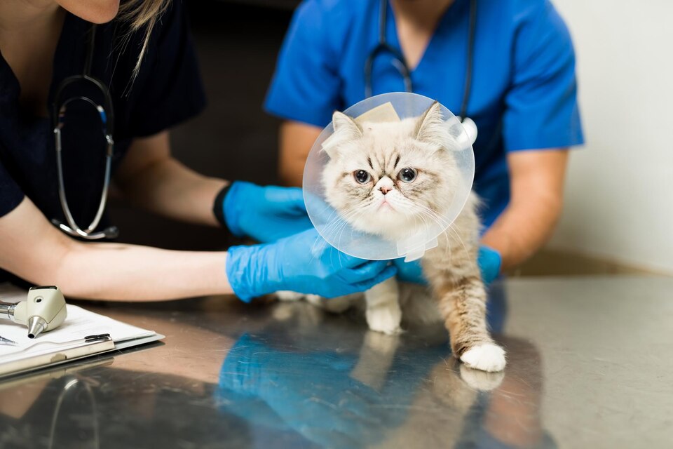 Hospital veterinário em americanopolis