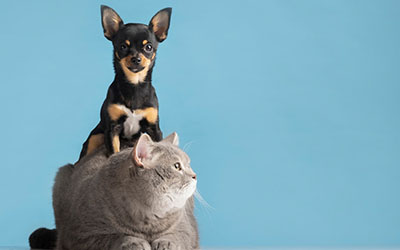 Internação de animais em sao bernardo campo
