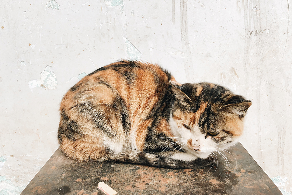 Atendimento para animais em Diadema Atendimento para animais em Diadema