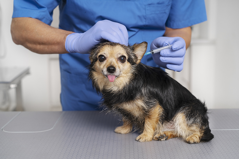 Vacinação para cachorro em Diadema na clínica veterinária Pet Consulta.