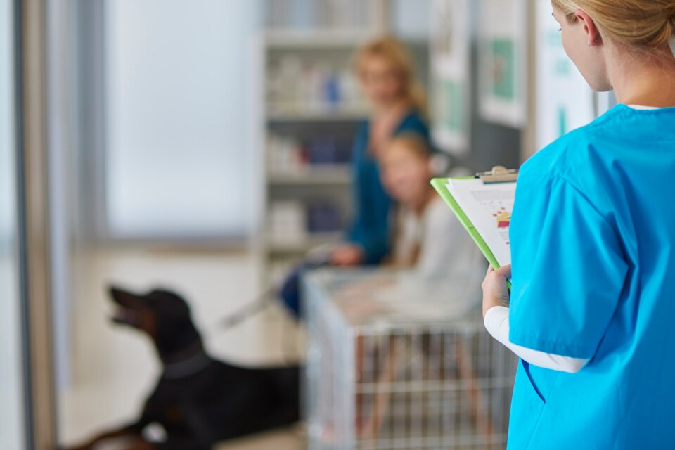 Veterinário  em Campanário