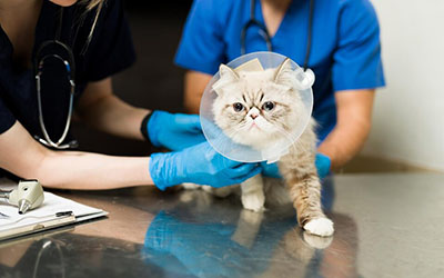 Veterinário  em sao bernardo campo