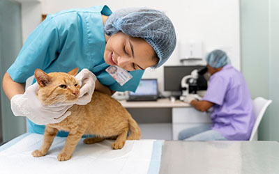 Veterinário em domicílio em americanopolis