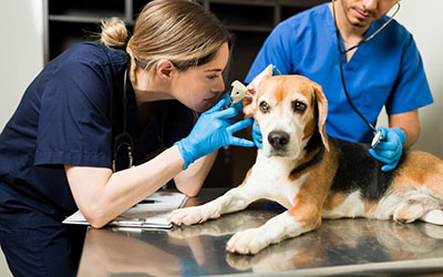 Veterinário em domicílio em sao bernardo campo
