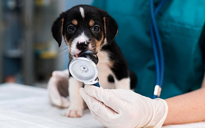 Veterinário em domicílio em Taboão