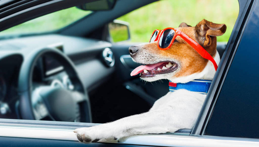 Táxi Dog em Diadema Táxi Dog em Diadema